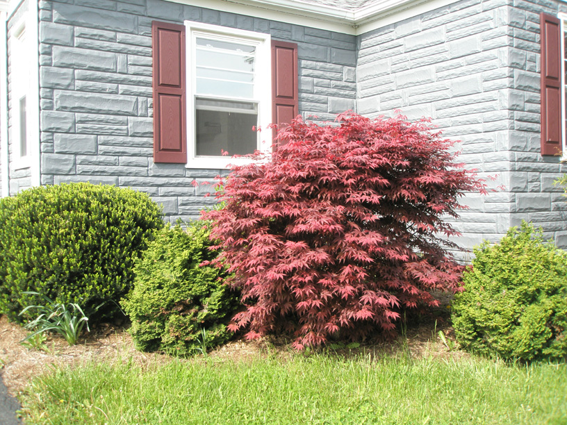 01_japanese_maple