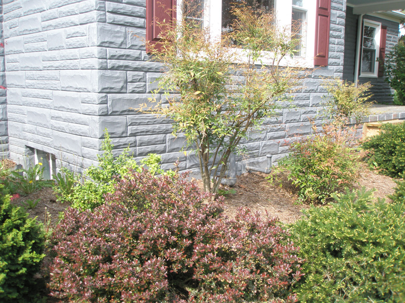 02_nandina_and_shrubs