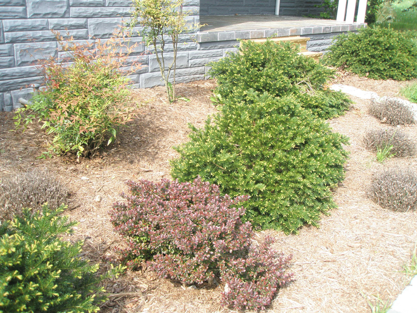 03_yew_barberry_and_more