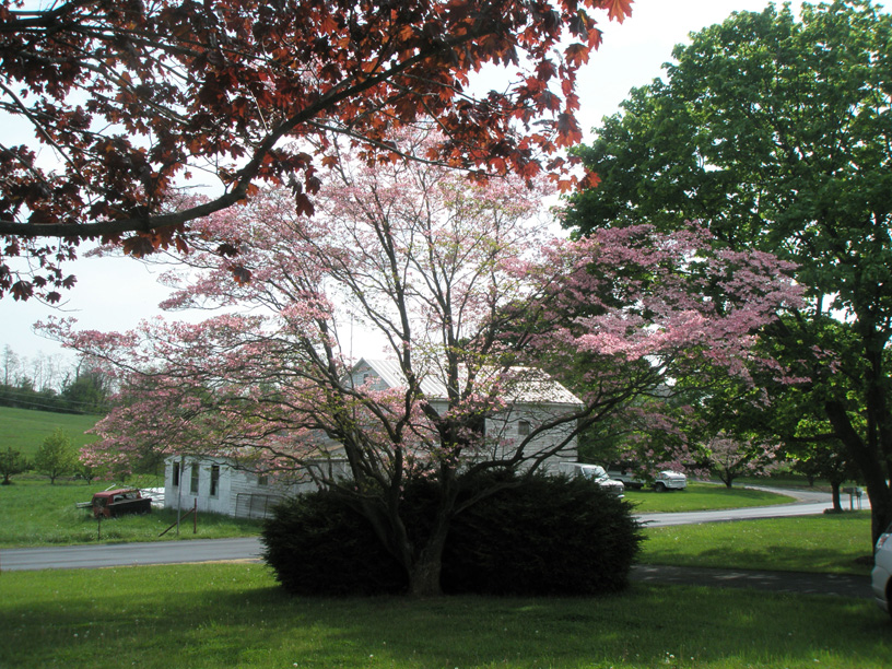 06_pink_dogwood