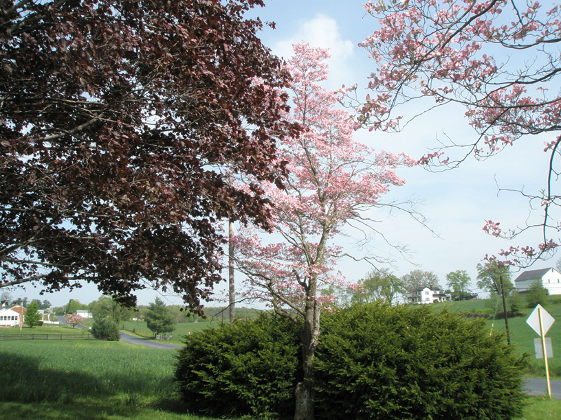 08_red_maple_second_pink_dogwood