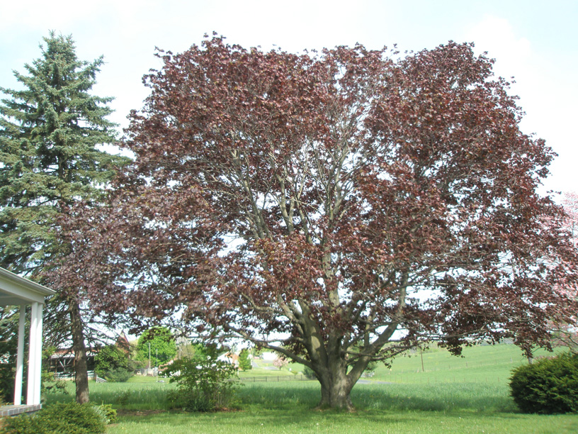 09_red_maple_eats_the_sky