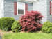 01_japanese_maple