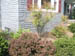 02_nandina_and_shrubs