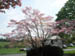 07_same_pink_dogwood_also_yew