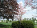 08_red_maple_second_pink_dogwood