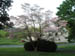 32_back_to_gorgeous_pink_dogwood_1